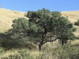 mexican blue oak quercus oblongifolia