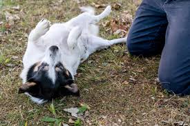 why do dogs like belly rubs so much