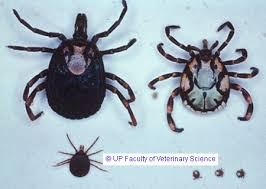 Three Stages In The Life Cycle Of The Tick Amblyomma Hebraeum Male