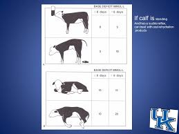 Vaccination Programs For Beef Cow Calf Operations Ppt