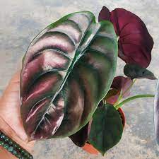 #8 alocasia maharani (grey dragon alocasia) a hybrid of a. Red Secret Alocasia Cuprea Red For Sale Myhomenature