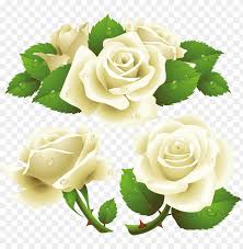 white rose png image flower white rose