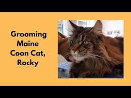 maine cat grooming belly shave