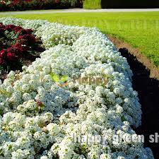 alyssum new carpet of snow only for 0