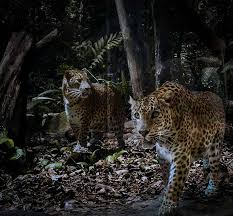 You'll get to see a variety of species including lions, leopards, malaysian tapirs, hippos, tigers, hyenas. Night Safari In Singapore An Action Packed Evening With Animals