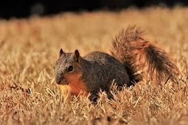How to get rid of squirrels in my shed? The Best Ways To Get Rid Of Squirrels In Your Attic Pestcontrolkitchener Ca