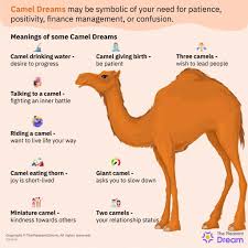 camel dream meaning does it mean