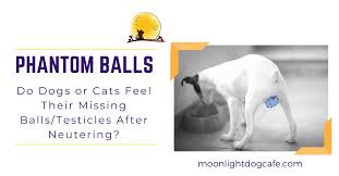 Please try to avoid any dog food that consists of high quantity of carbohydrates and. Phantom Balls Do Dogs Cats Miss Their Balls After Neutering Read Before Early Spaying Neutering A Puppy Or Kitten