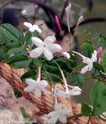 Fragrant Plants Toptropicals Com