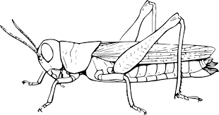 Coloring pages for kids grasshopper coloring pages. Insect Coloring Pages Best Coloring Pages For Kids Insect Coloring Pages Drawing Sheet Coloring Pages