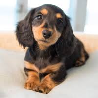 miniature long haired dachshunds from