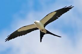 Swallow tail kite 2 | Apalachicola, Birds of prey, Animals