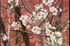 What foods are used to celebrate the Almond Blossom Festival?