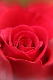 hd wallpaper red rose flower petals