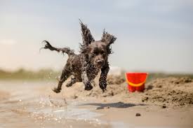 dog friendly beaches in florida