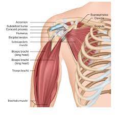 If you tear the biceps tendon at the shoulder, you may lose some strength in your arm and have pain when you forcefully turn your arm from palm down to palm up. Biceps Tendonitis Direct Orthopedic Care
