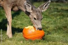 How do you give a deer a pumpkin?