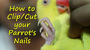 how to clip your parrot s nails you