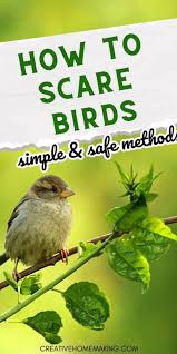 How To Scare Birds Simple And Safe