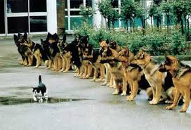 Image result for Lions in pack, day at the park, walks to do, dinner time, freaks in a cage, good times, treats to eat. Can we get a little help with the door, lions to say.