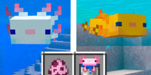 How to get the rare blue axolotl. How To Tame A Axolotl In Minecraft 1 17