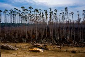 Image result for Burning trees.