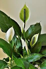 the ultimate guide to peace lily care