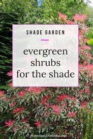 Evergreen Shrubs For Shade That Look