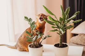 Top 10 Toxic Household Plants For Pets