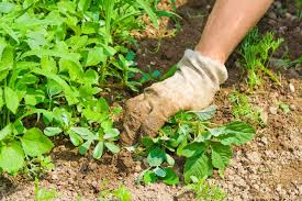 how to keep weeds out of a vegetable garden