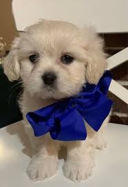 shmoodle puppies available maltese shih
