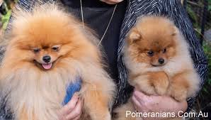 Are There Different Types Of Pomeranians