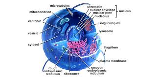    Human Cell Parts Diagram  Structure  Parts  And Functions    