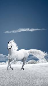 hd 7 white horse wallpapers peakpx