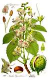what-kind-of-tree-is-a-horse-chestnut