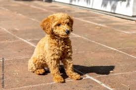 chocolate poodle images browse 80