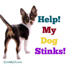 help my dog stinks i love my chi