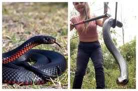 highly venomous beast snake found