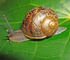 slugs and snails control of slug and