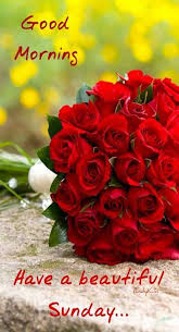 Roses are one of the beautiful flowers in the world. Rose Flowers Good Morning Images Photo 2021 Photo Images Wallpaper