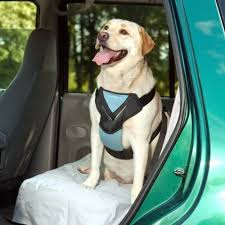 4 Best Dog Seat Belts Car Safety For