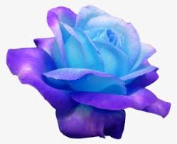 blue rose png transpa blue rose