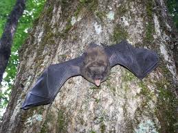 the importance of bat guano