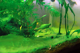 how to deal with aquarium algae