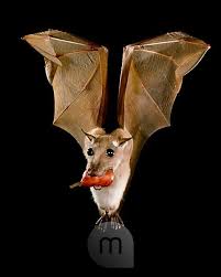 a male minor epauletted fruit bat