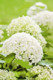 Blooming Wonderland Of White Flowers