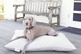 The retailer is selling personalized pillow cases that feature your very own photography front and center, starting at just $14. The Best Eco Friendly Dog Beds For 2021 Leafscore