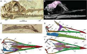 Bird neurocranial and body mass evolution across the end ...