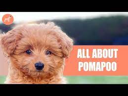 the pomerenian toy poodle mix pomapoo