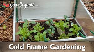 cold frame and hotbed gardening